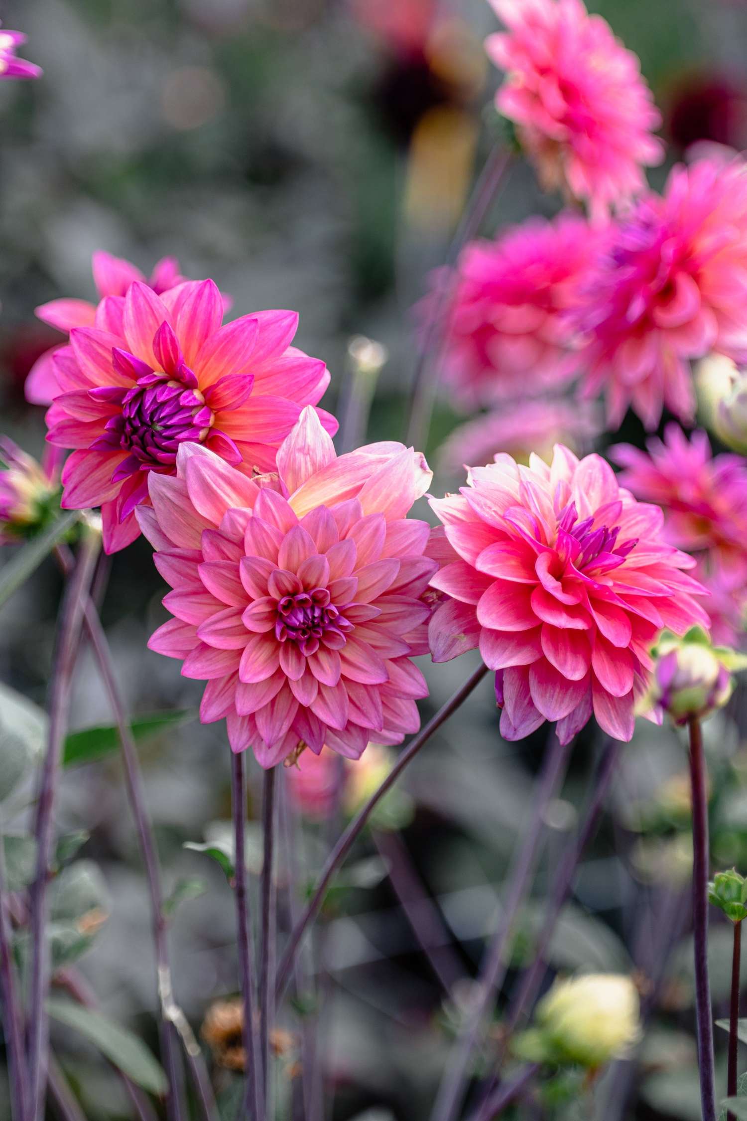 Dahlia 'Feline Yvonne'